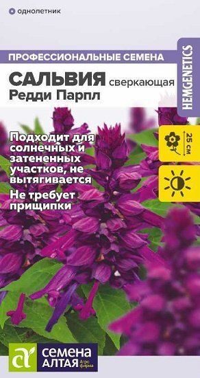 Сальвия Редди Парпл сверкающая 5 шт Семена АЛТАЯ