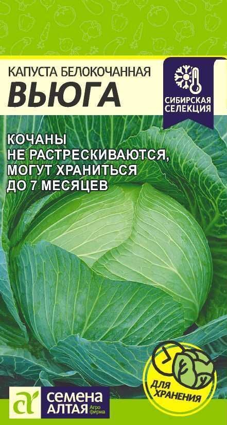 КАПУСТА ВЬЮГА/СЕМЕНА АЛТАЯ / 0,5 ГР. СИБИРСКАЯ СЕЛЕКЦИЯ!