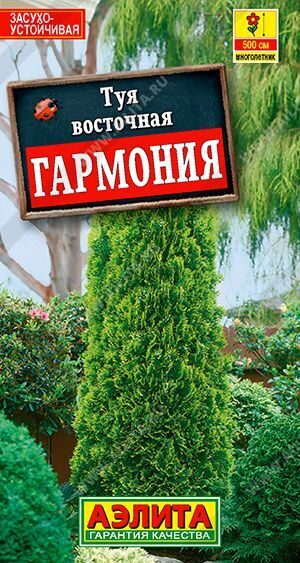 Туя восточная Гармония. 8 шт.  АЭЛИТА